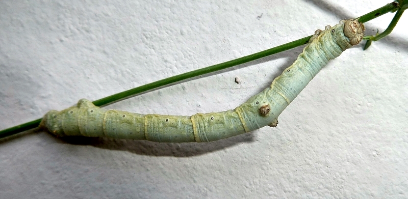 Ciclo vitale: Hypomecis punctinalis (Geometridae)